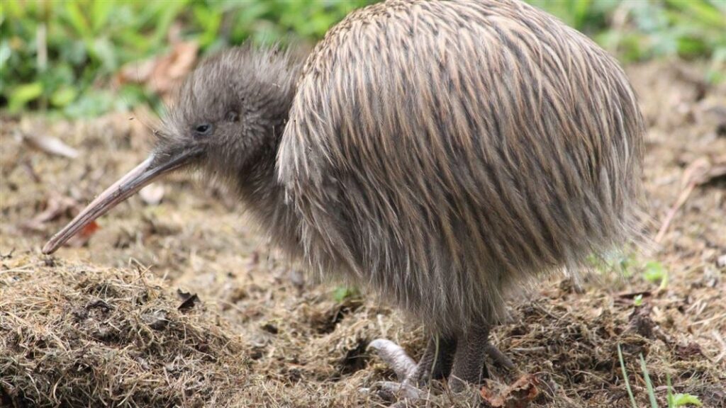 the kiwi